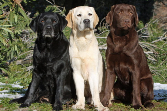 Labradors come in many colors